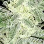 MSNL SEEDS GROW
