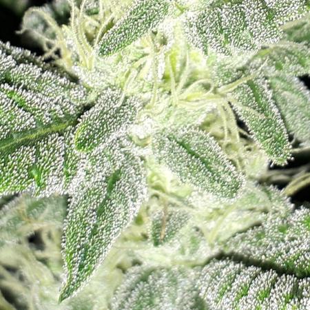 MSNL SEEDS GROW