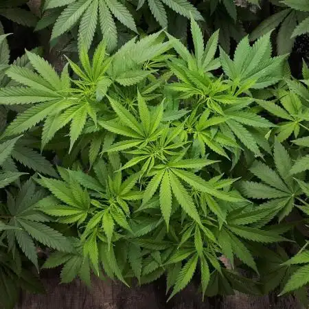 420 FASTBUDS PHOTOPERIODS GROW