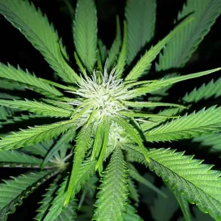 Seedsman seeds peyote wifi CBD