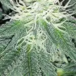 MSNL SEEDS GROW