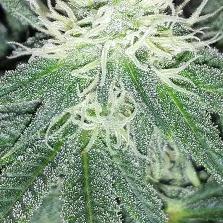 MSNL SEEDS GROW
