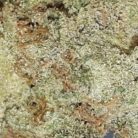 IGM GROW (PHYLOS)