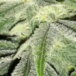 420 FASTBUDS PHOTOPERIODS GROW