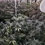 8X8 MANSION (22 PLANT GROW)