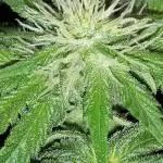IGM SEEDS. GRAPE OCTANE