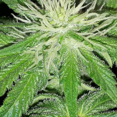 IGM SEEDS. GRAPE OCTANE