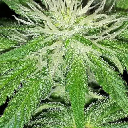 IGM SEEDS. GRAPE OCTANE