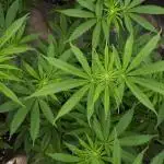 IGM SEEDS GROW