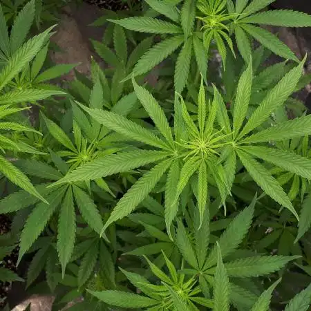 IGM SEEDS GROW