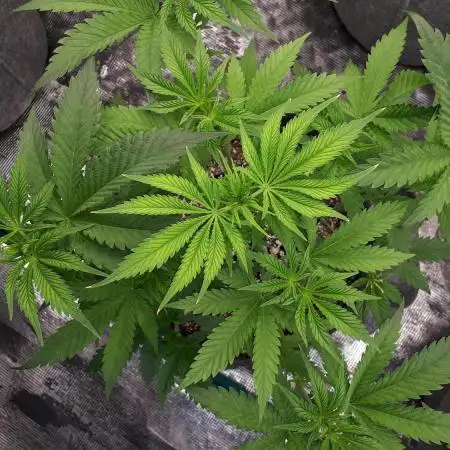 Seedsman seeds peyote wifi CBD