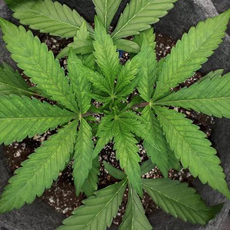 EXOTIC SEEDS MALASANA GELATO