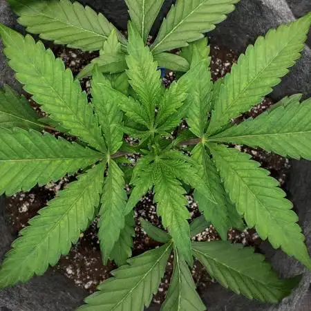 EXOTIC SEEDS MALASANA GELATO
