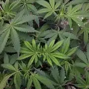 MSNL SEEDS = GORILLA ZKITTLES