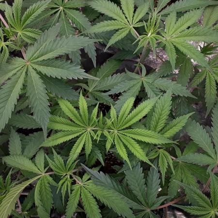 MSNL SEEDS = GORILLA ZKITTLES