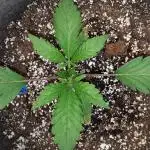 EXOTIC SEEDS MALASANA GELATO