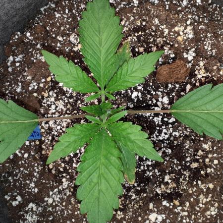 EXOTIC SEEDS MALASANA GELATO