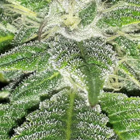 34 street seeds PINK KUSH