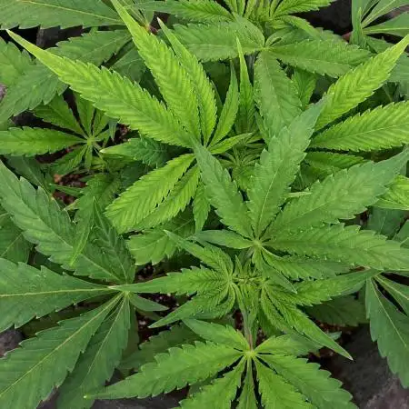EXOTIC SEEDS MALASANA GELATO