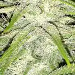 Seedsman seeds peyote wifi CBD