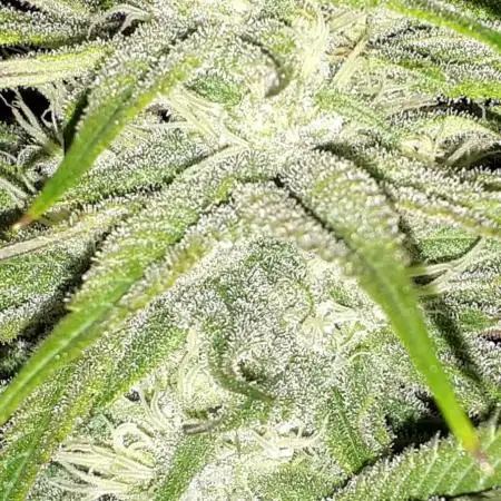 Seedsman seeds peyote wifi CBD
