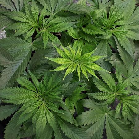MSNL SEEDS = SKYWALKER OG