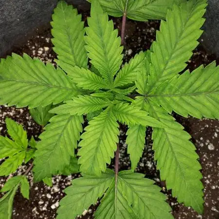 IGM SEEDS. GRAPE OCTANE