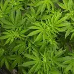 420 FASTBUDS PHOTOPERIODS GROW