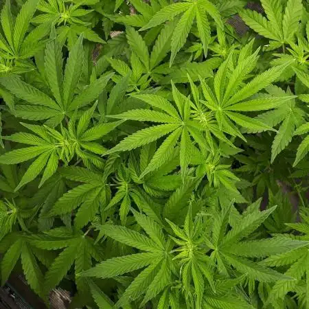 420 FASTBUDS PHOTOPERIODS GROW