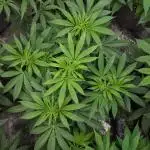 IGM SEEDS GROW