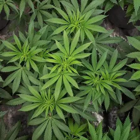 IGM SEEDS GROW