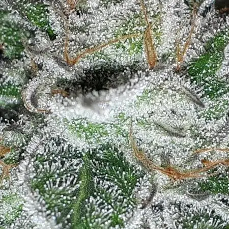 34 street seeds PINK KUSH