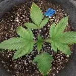 34 street seeds PINK KUSH