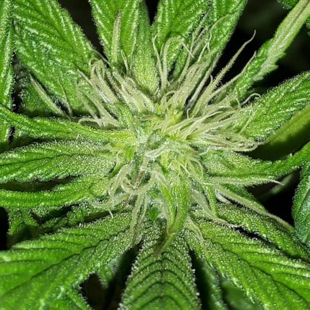 34 street seeds PINK KUSH