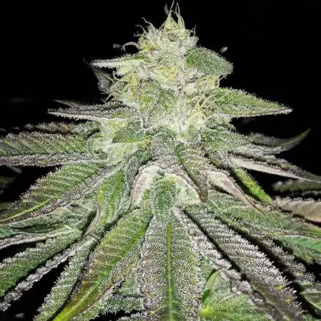 SUPERNATURAL SEEDS GROW