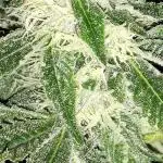 IGM SEEDS GROW