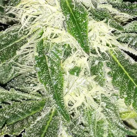 IGM SEEDS GROW