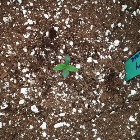 IGM SEEDS GROW