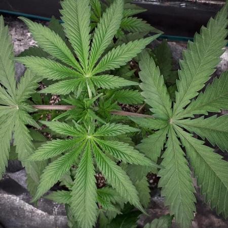 SUPERNATURAL SEEDS GROW
