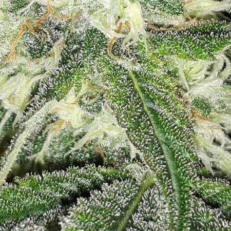 420 FASTBUDS PHOTOPERIODS GROW
