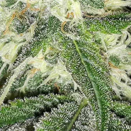420 FASTBUDS PHOTOPERIODS GROW