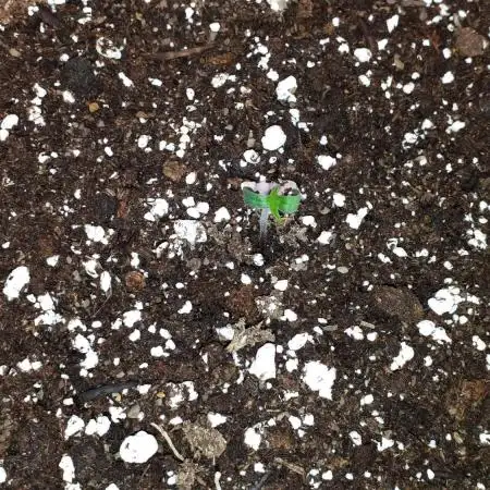 IZI SEEDS = GRANDPA ZOMBIE