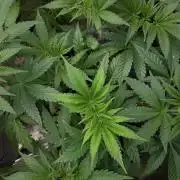 MSNL SEEDS = CARBON FIBER