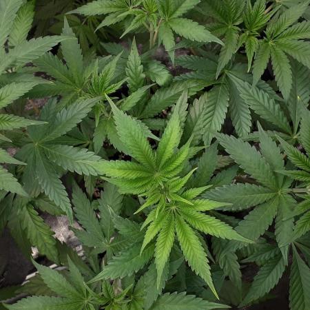 MSNL SEEDS = CARBON FIBER