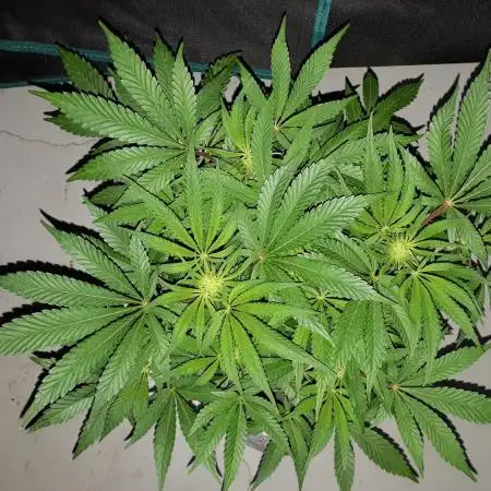 EXOTIC SEEDS MALASANA GELATO