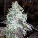 MSNL SEEDS GROW