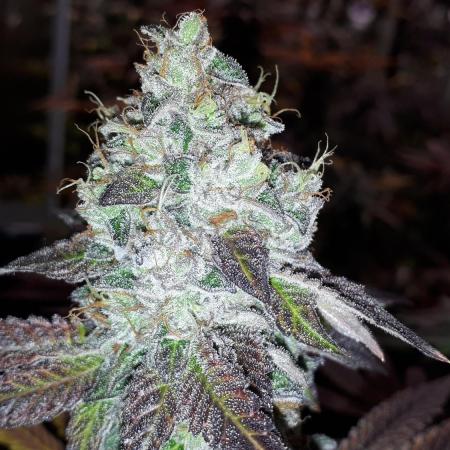 MSNL SEEDS GROW