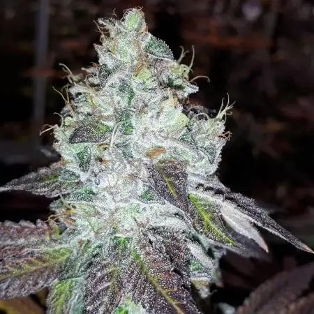 MSNL SEEDS GROW