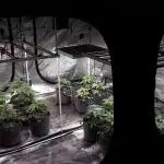 8X8 MANSION (22 PLANT GROW)