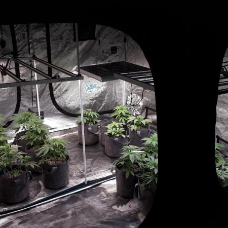 8X8 MANSION (22 PLANT GROW)